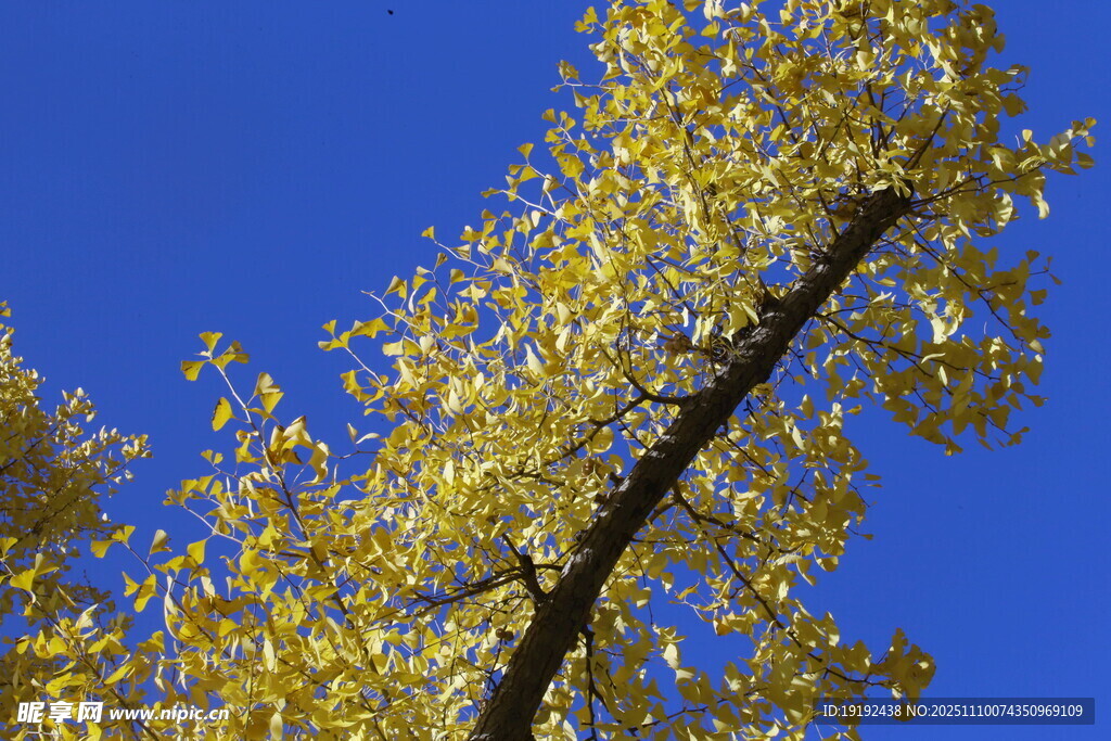 金秋银杏树  