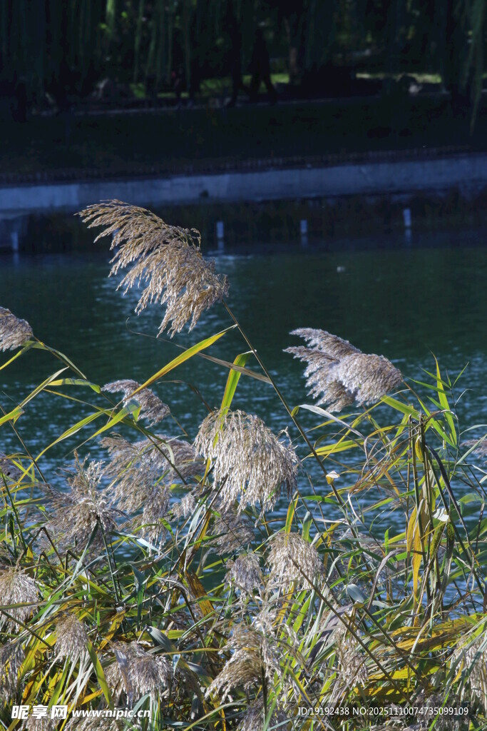 芦苇芦花 