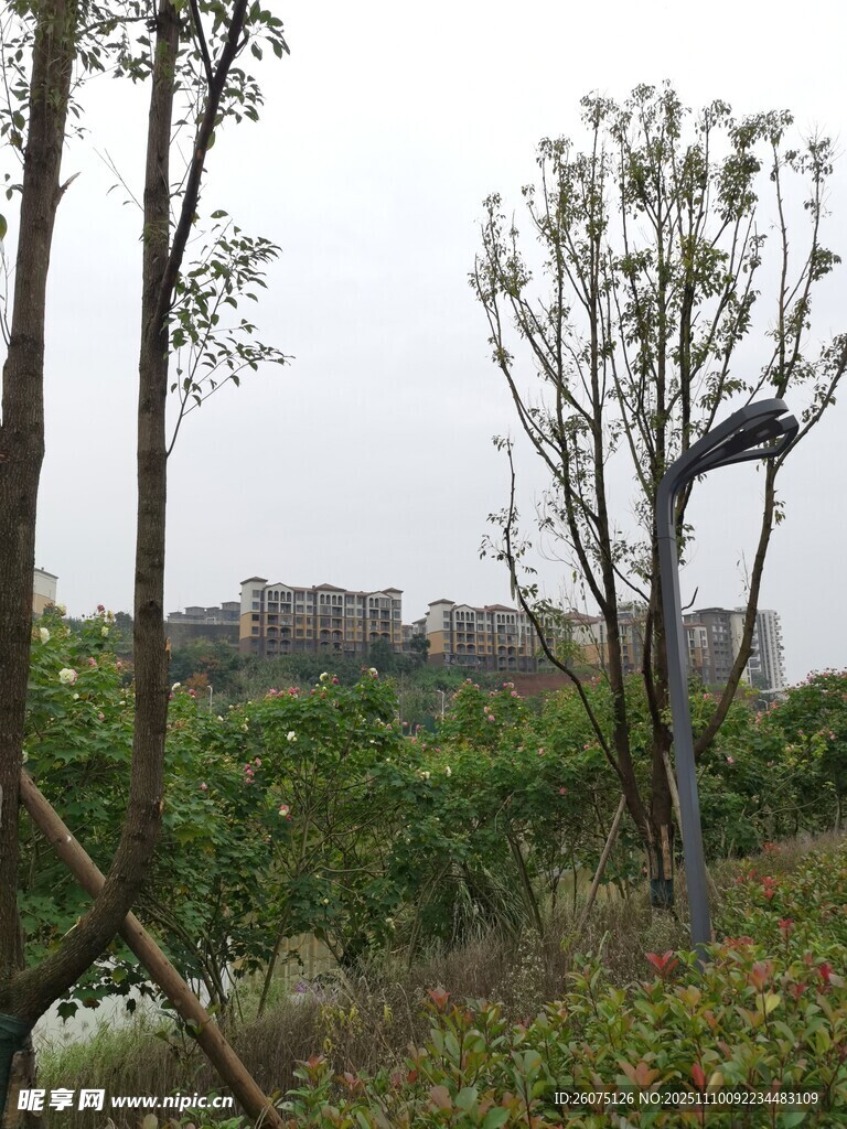 野外树林中的低矮建筑