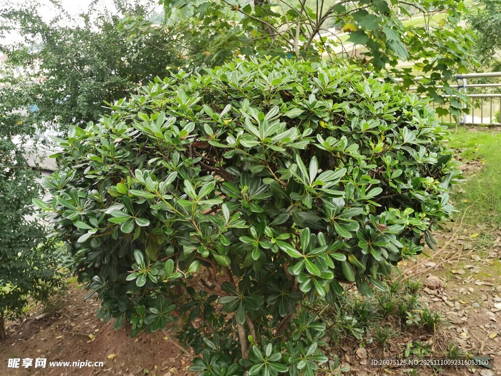 球形绿植灌木景观