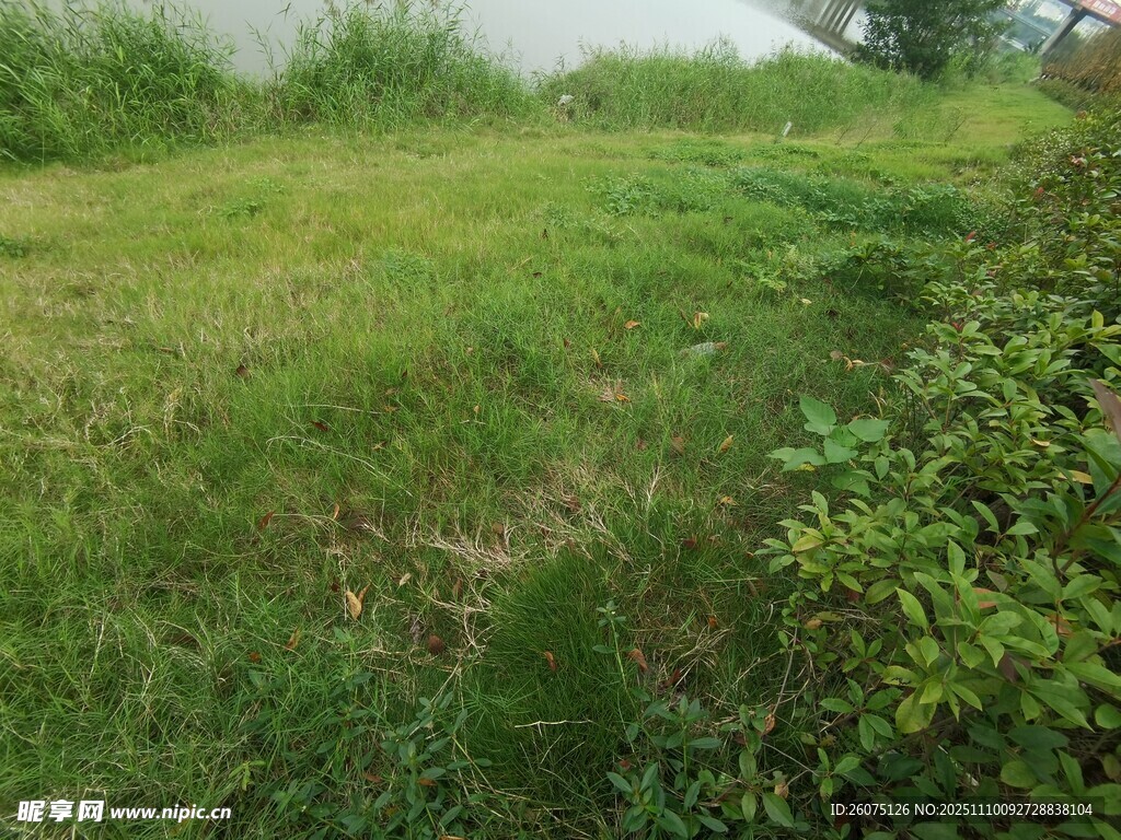 绿意盎然的户外草地景观