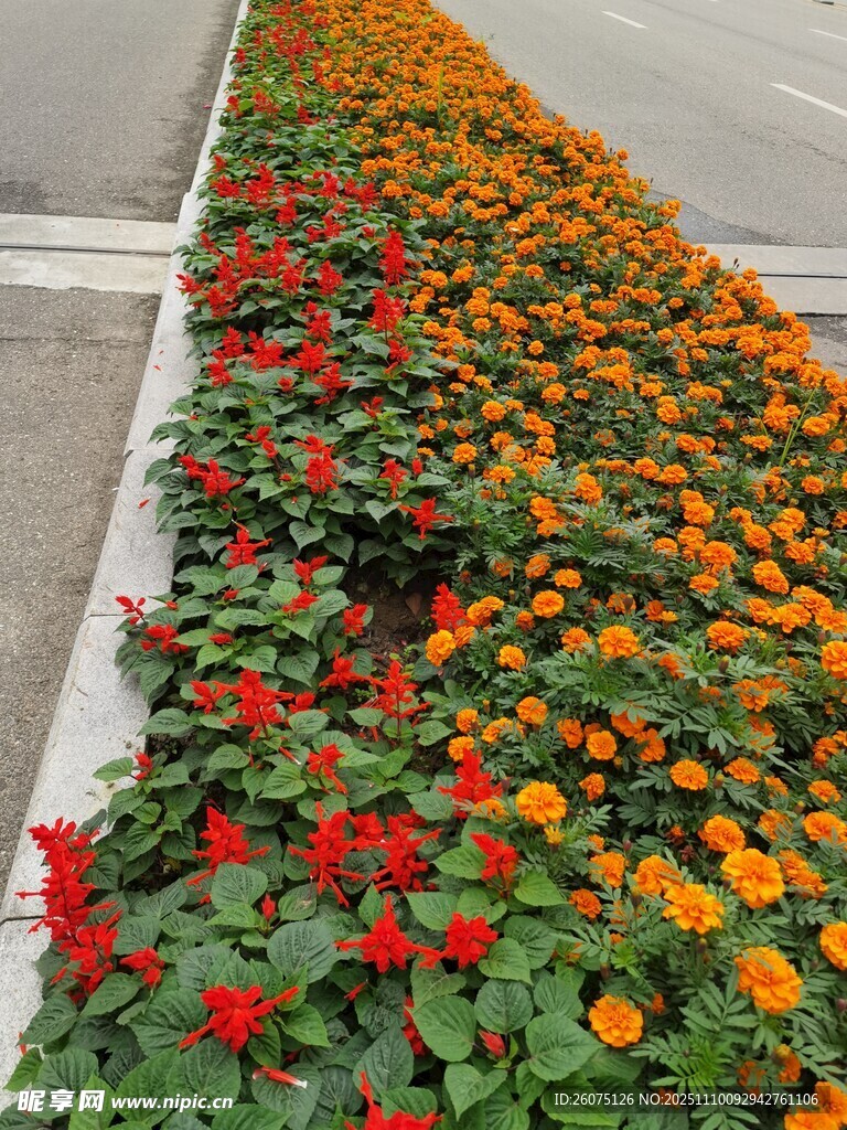 路边多彩花卉景观