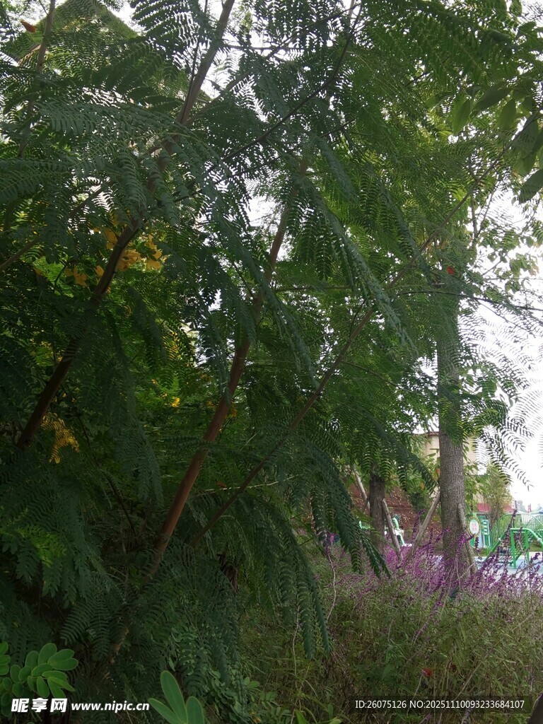 林间绿意与紫色花丛