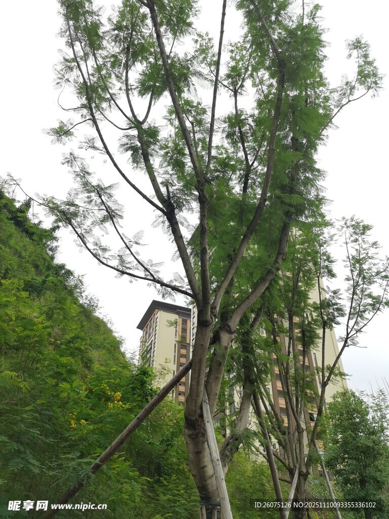 山林间的树木与远处建筑