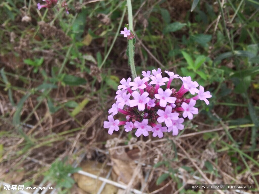野外绽放的粉色小花