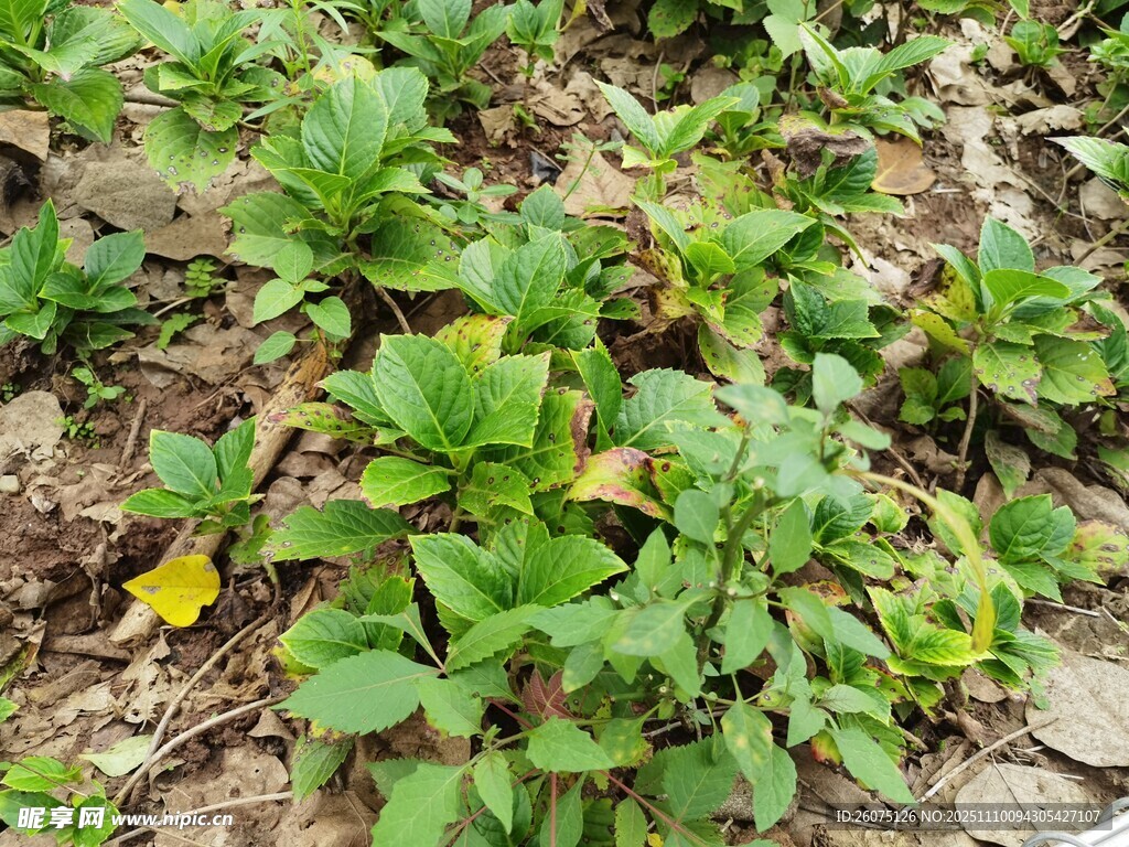 地面绿植与黄色小花