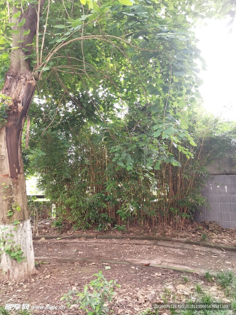 户外树木环绕的静谧角落