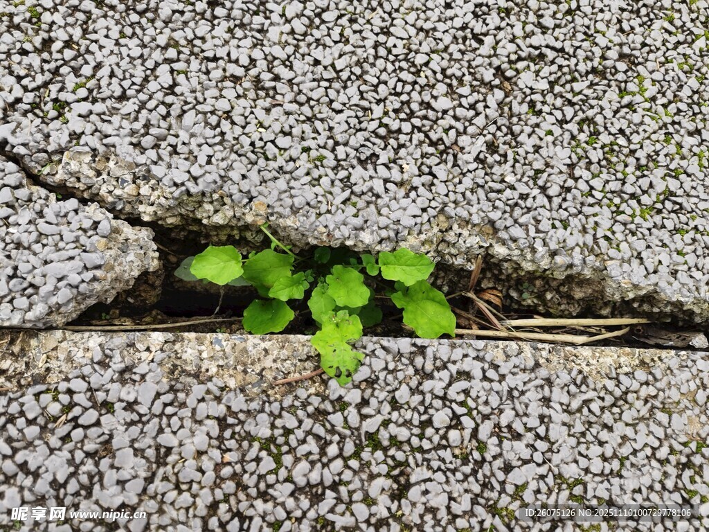 石缝中顽强生长的绿意