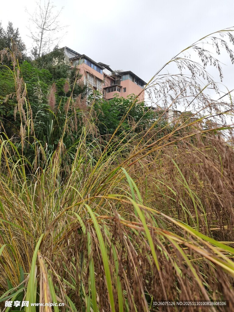 草丛后的房屋