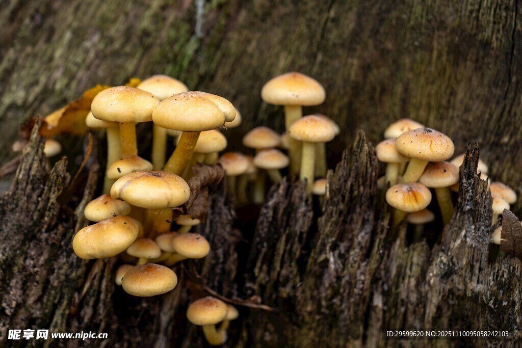 木上丛生的黄色小蘑菇