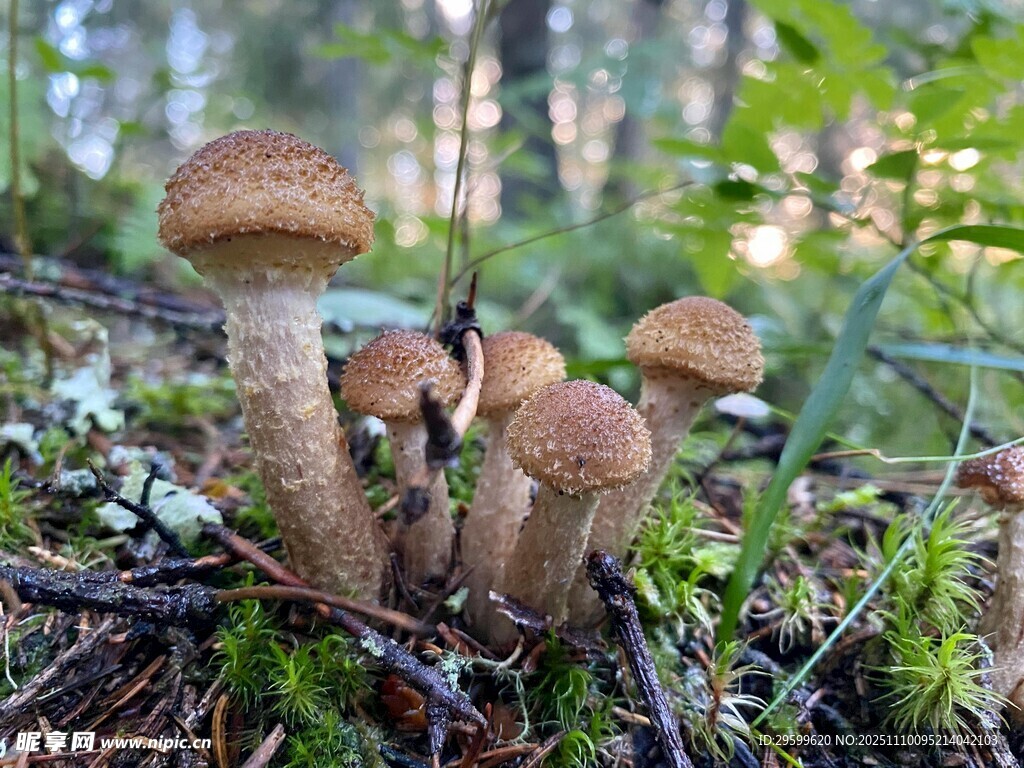 森林中的可爱蘑菇群