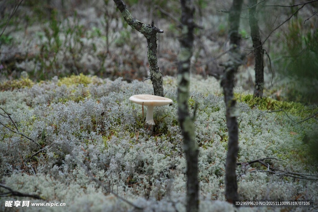 林间蘑菇生长景象
