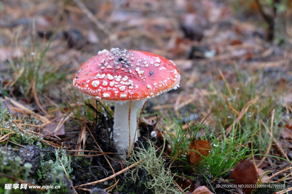 森林中艳丽的红蘑菇
