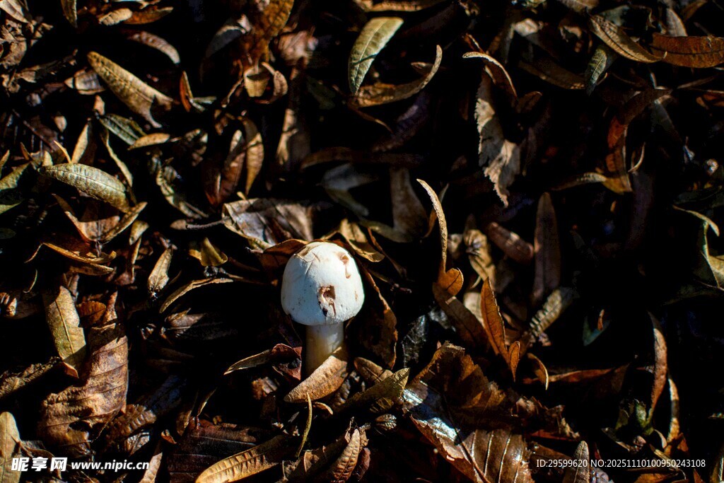 枯叶中的白色神秘物体