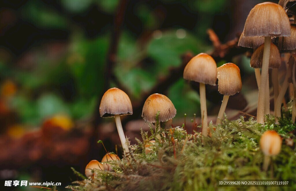 森林中生长的蘑菇群