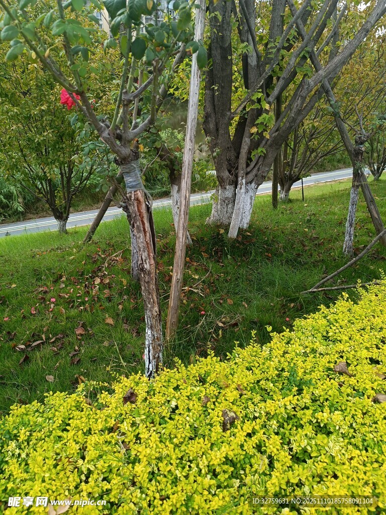 秋日林下黄绿相间景致