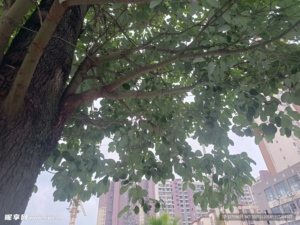 树下仰望城市高楼