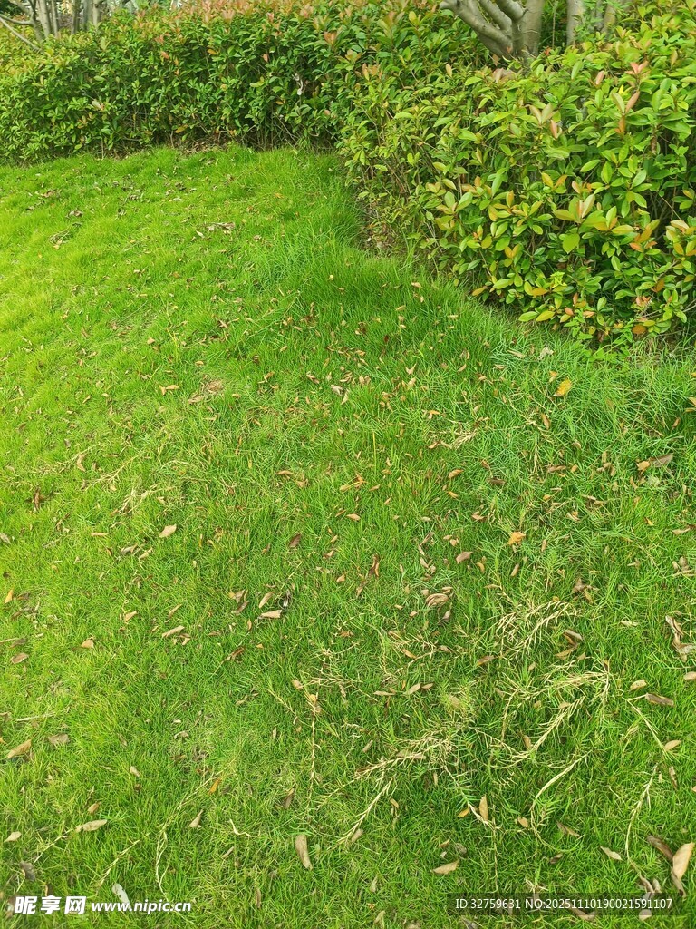 翠绿草坪与灌木景观
