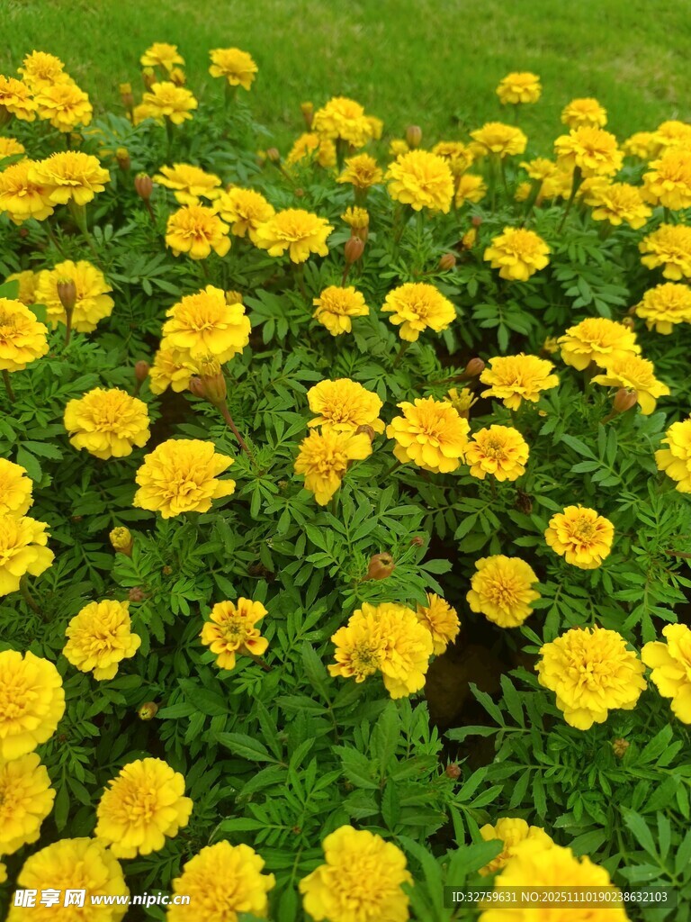 金黄灿烂的万寿菊盛放