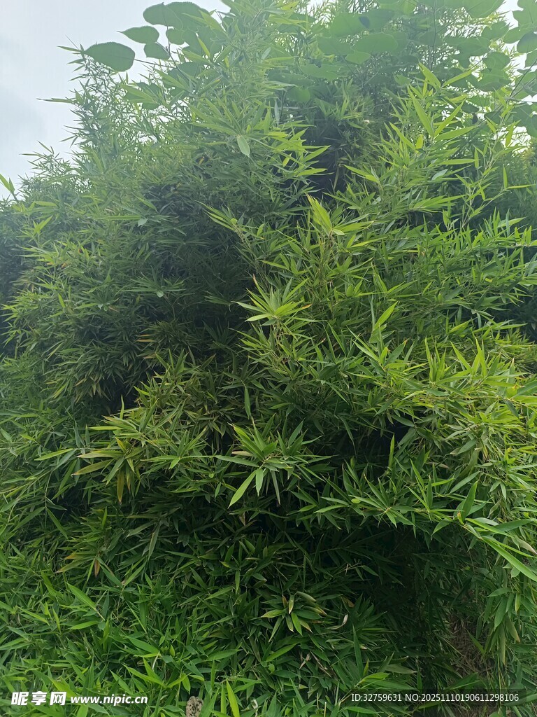 茂密绿植景观