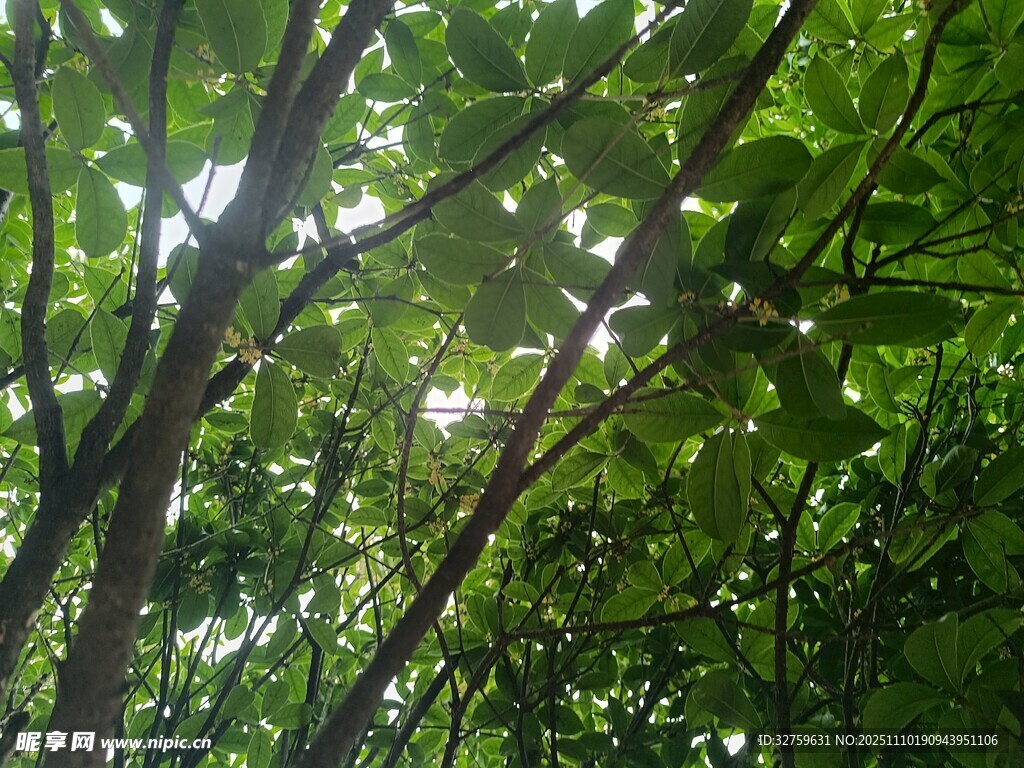 阳光透过繁茂树叶的景象