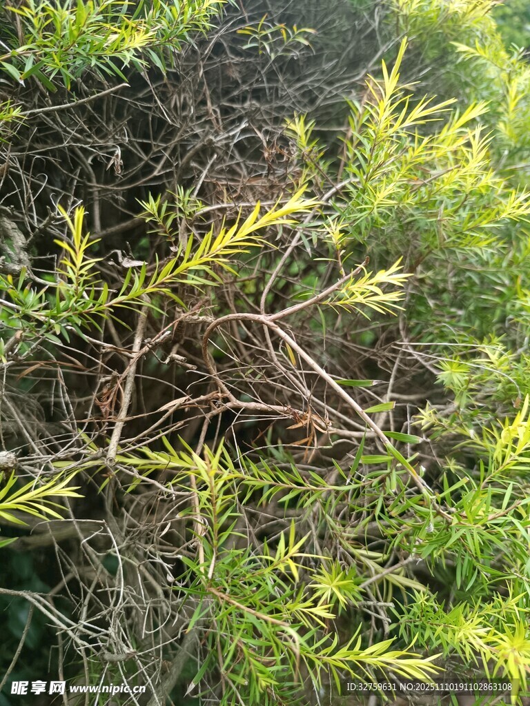 茂密绿植中的杂乱枝杈