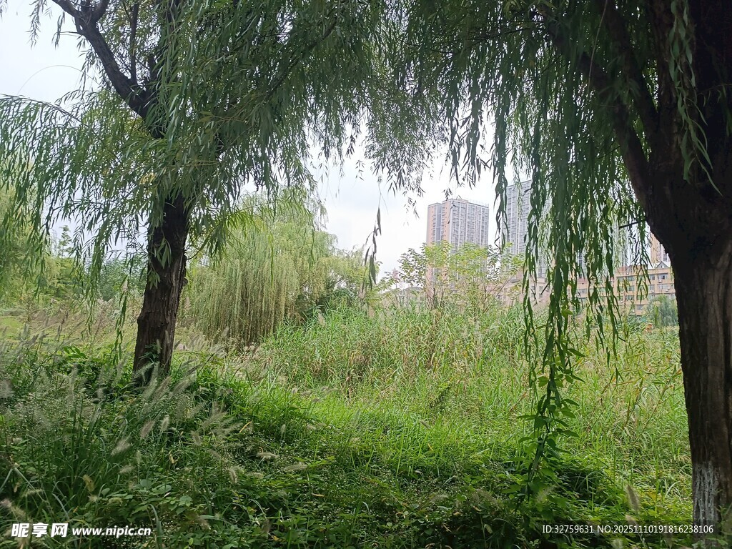 柳荫下的绿野风光