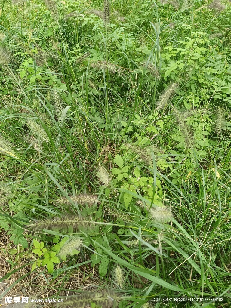 绿意盎然的草地植物景观