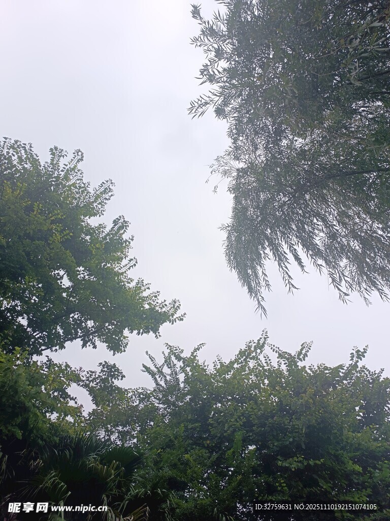 仰视葱郁树木景观