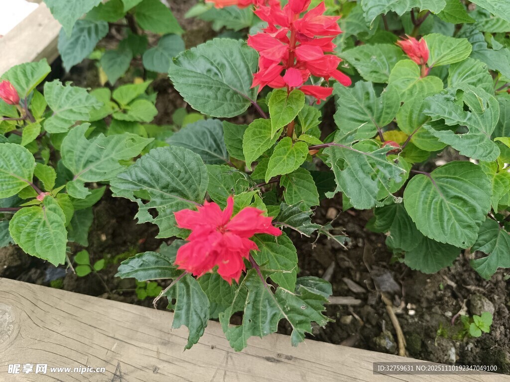 娇艳红花配绿叶