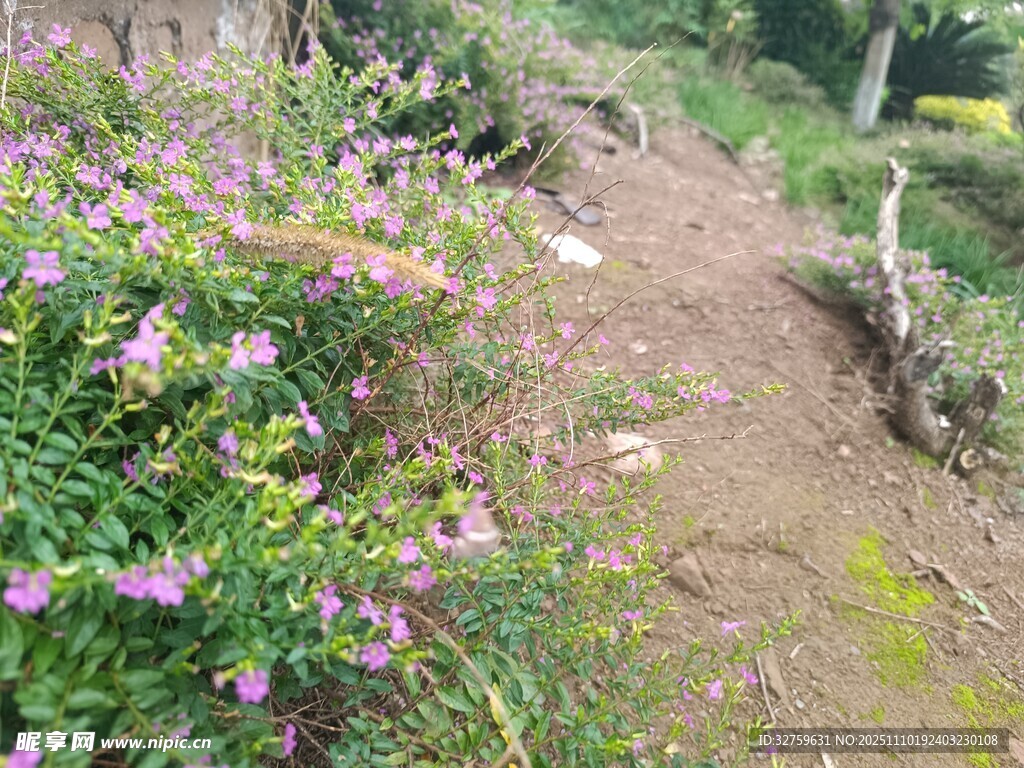 山间小径旁的烂漫野花