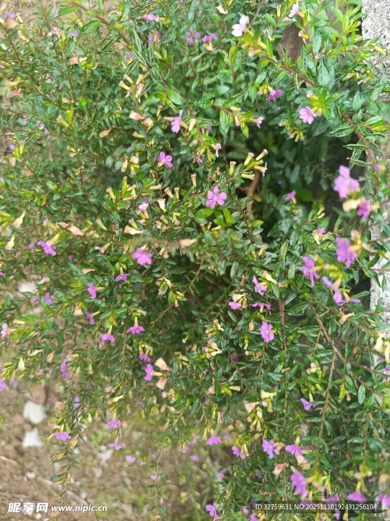 繁茂花丛中的紫色小花