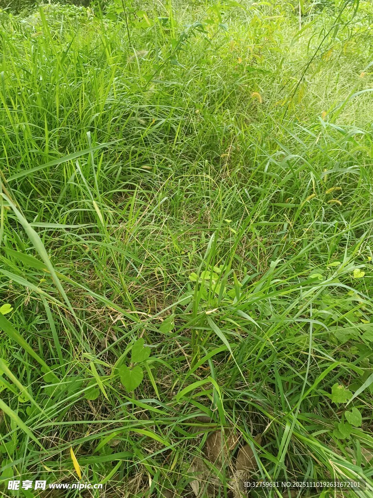 翠绿草地的自然景致