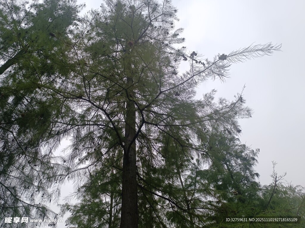 高耸树木于朦胧天色中