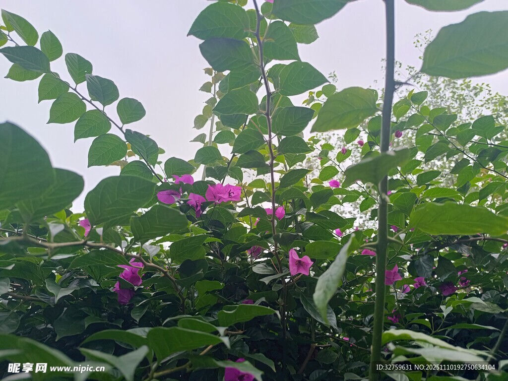 绿叶间绽放的紫色花朵