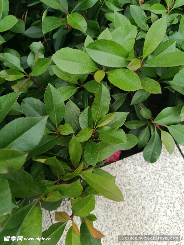 翠绿繁茂的绿植景象