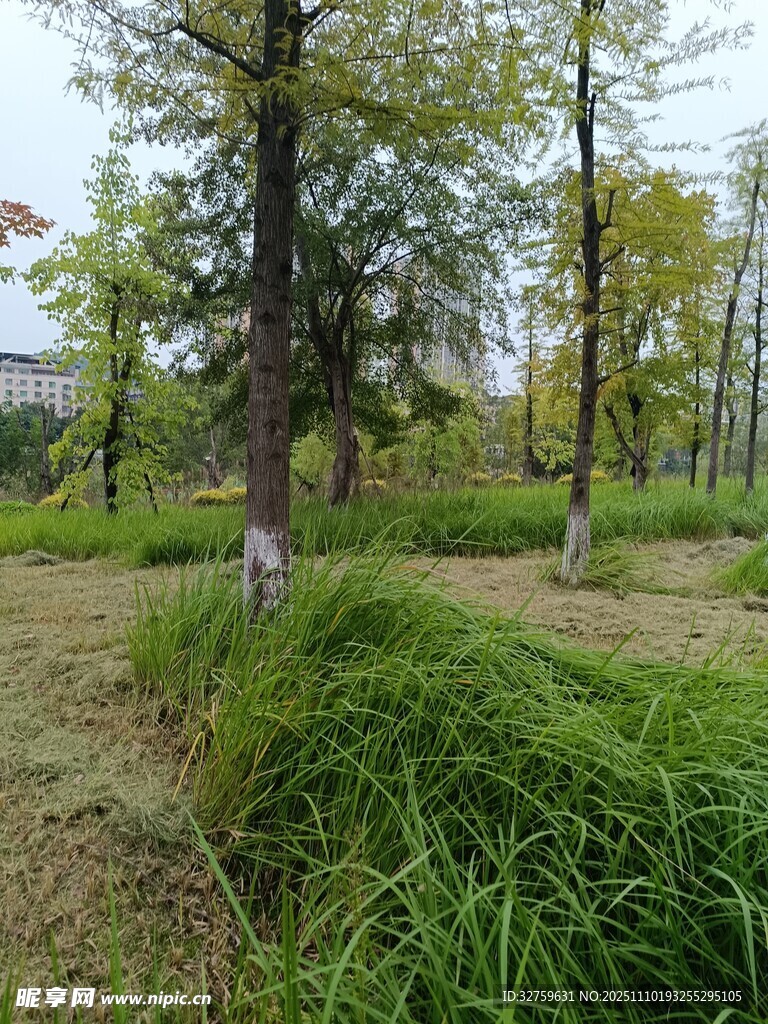 秋日林间草地风景