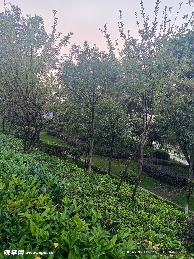 春日绿意盎然的林间景致