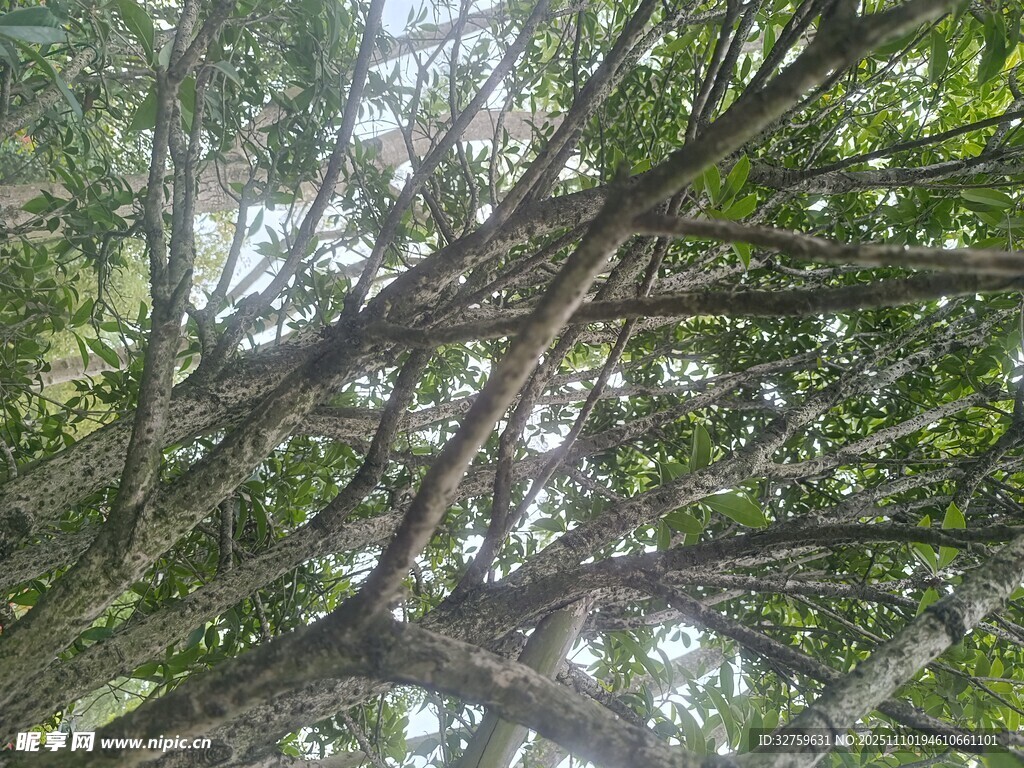 仰视繁茂树枝