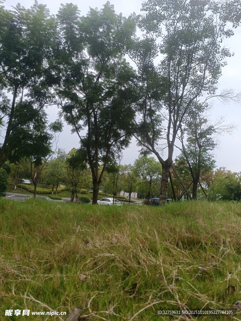 郊外草地与树木风景