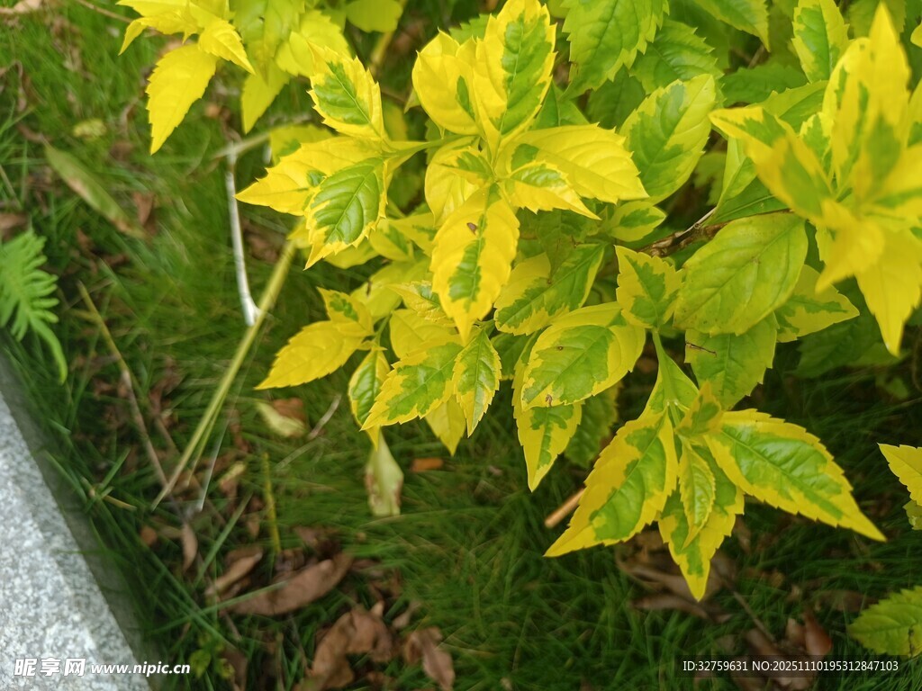 黄绿相间的斑斓叶片