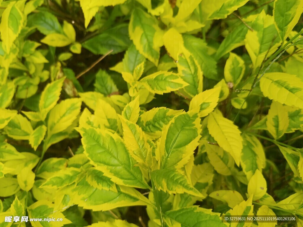 黄绿相间的斑斓叶片