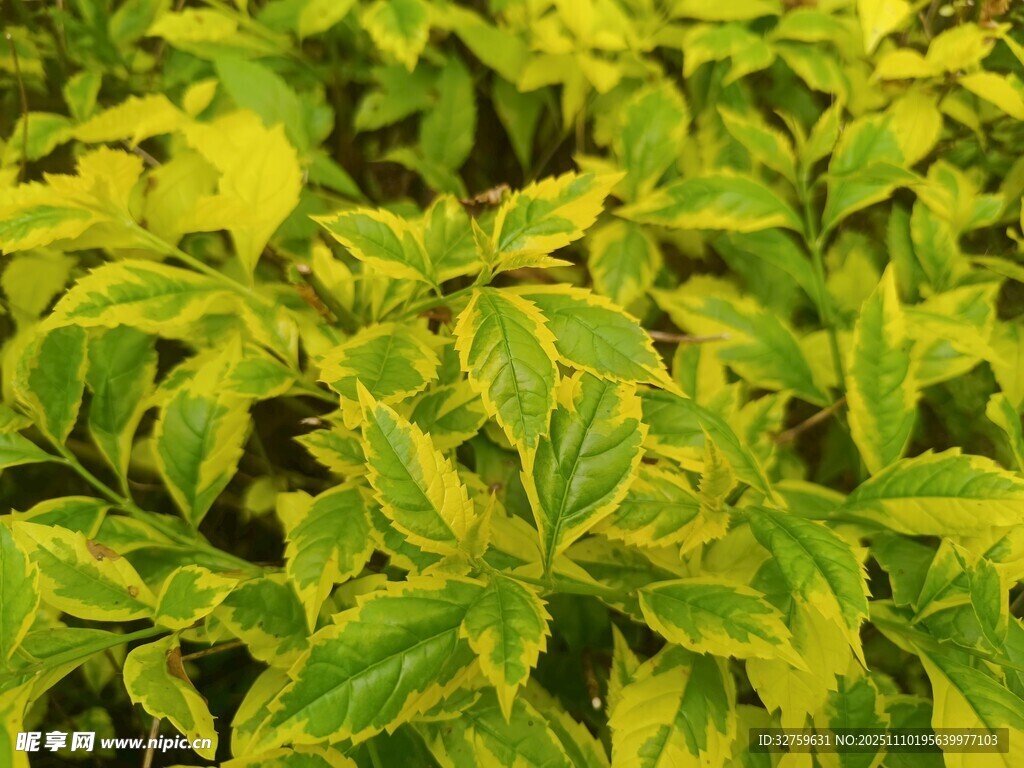 黄绿相间的斑斓叶片
