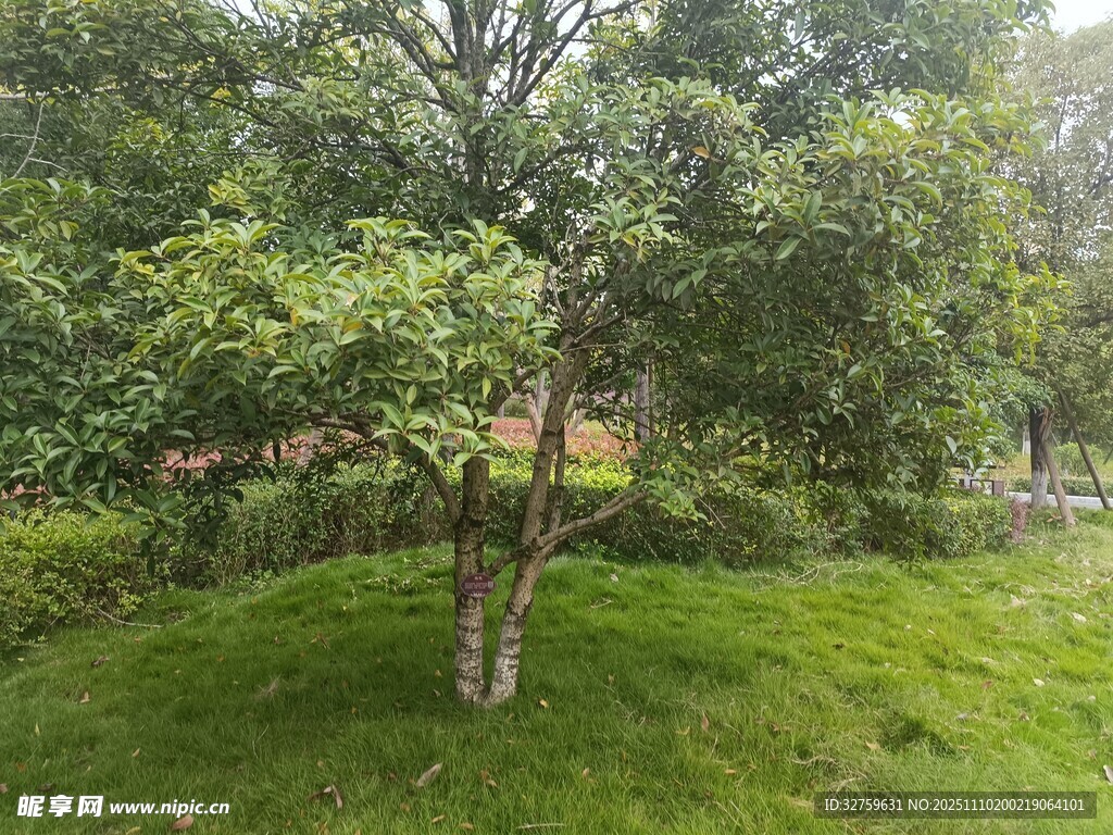 绿意盎然的户外树木景观