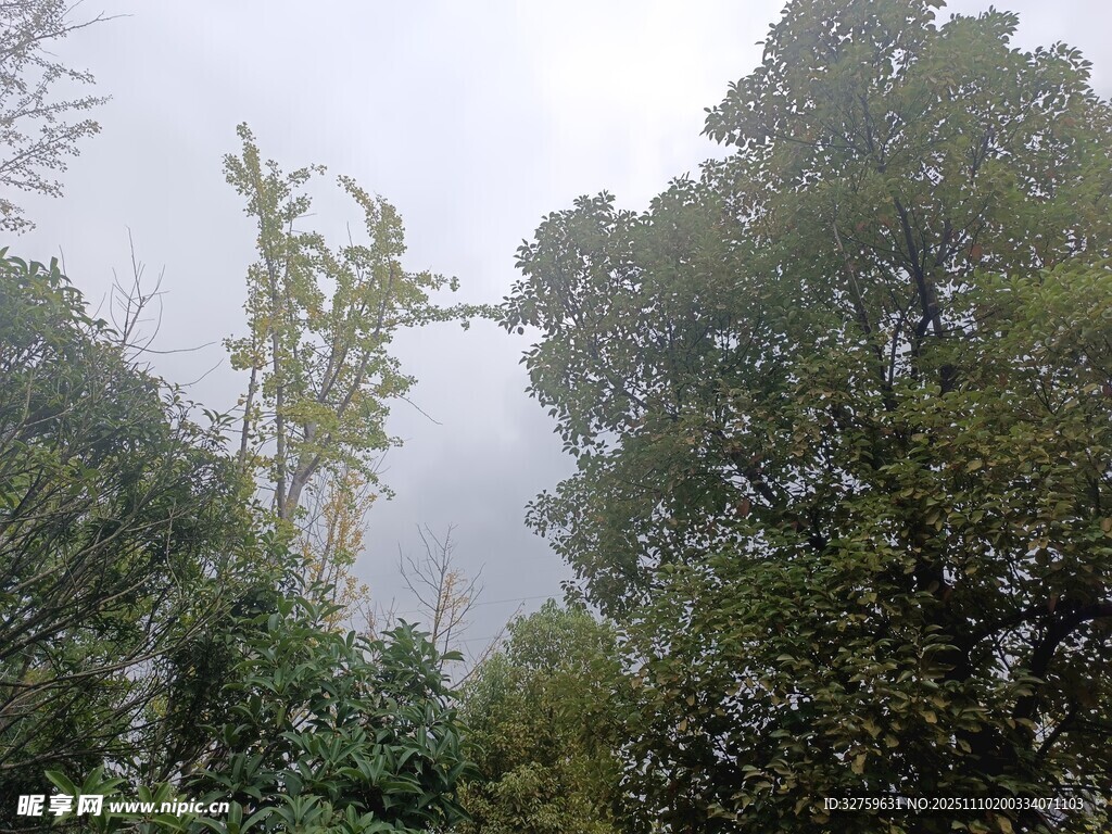 山林云雾间的葱郁树木