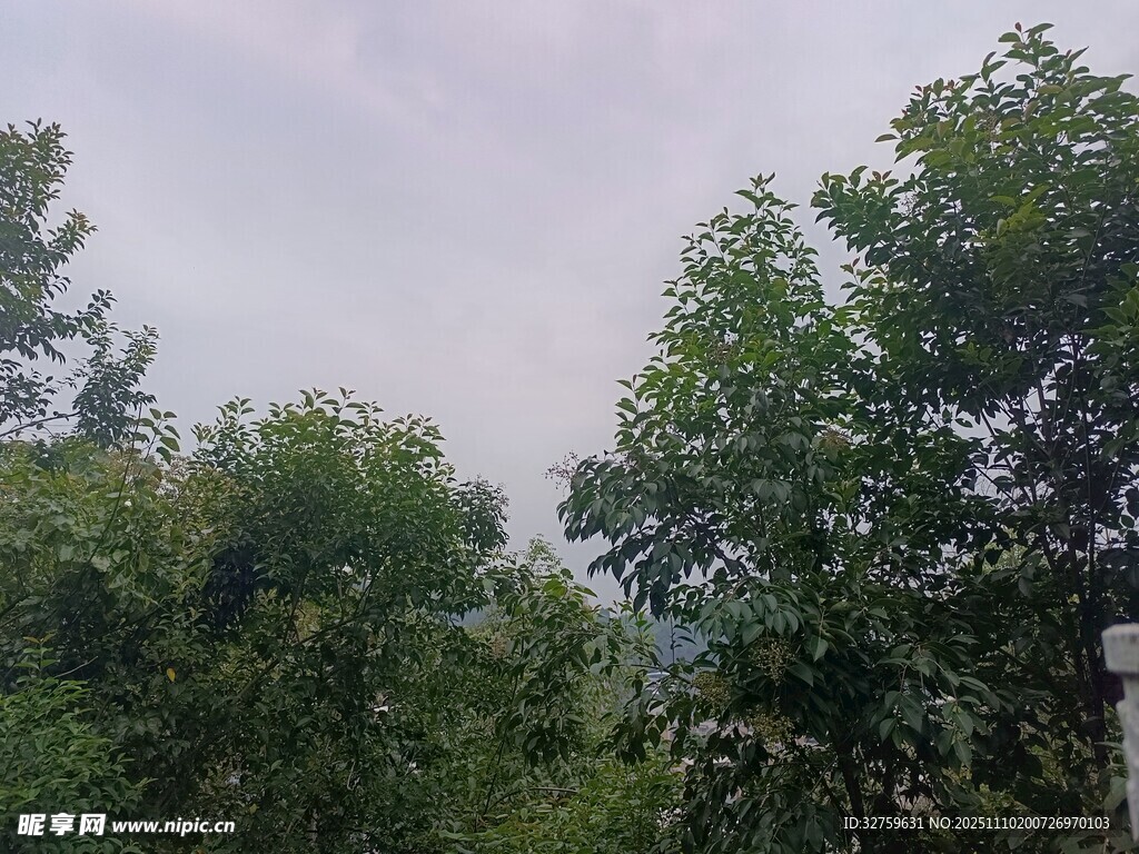 绿树成荫的自然景致