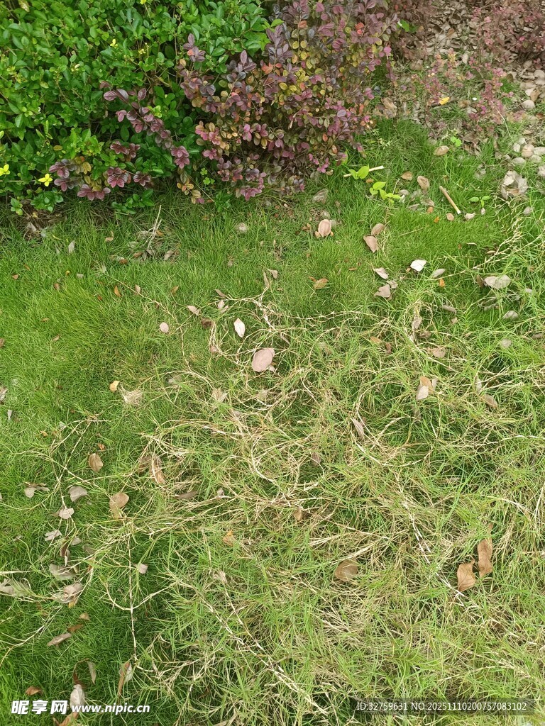 草地中的低矮植物景观