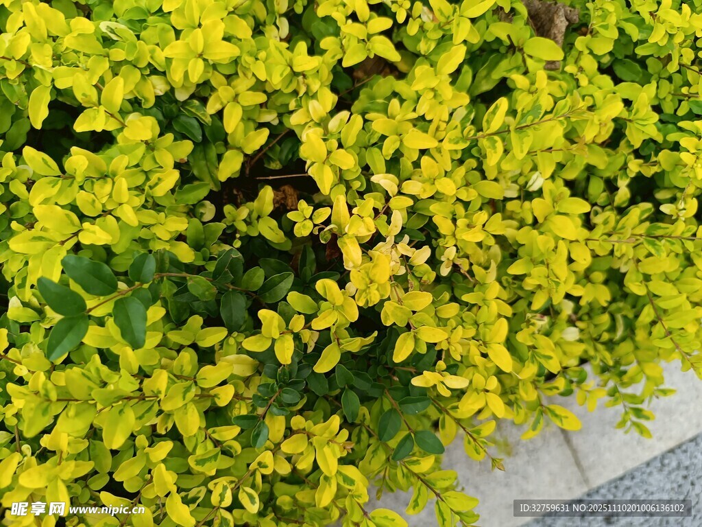 金黄鲜亮的丛生植物