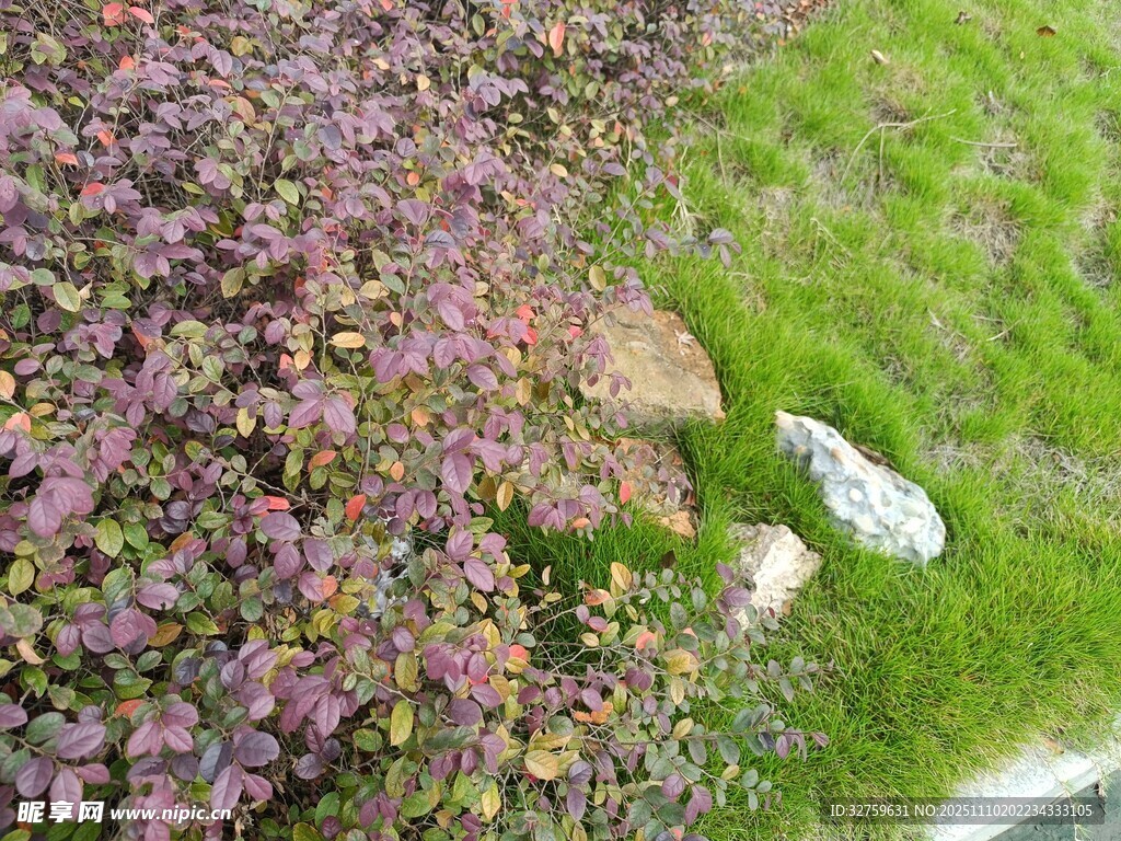 花园小径旁的多彩植物