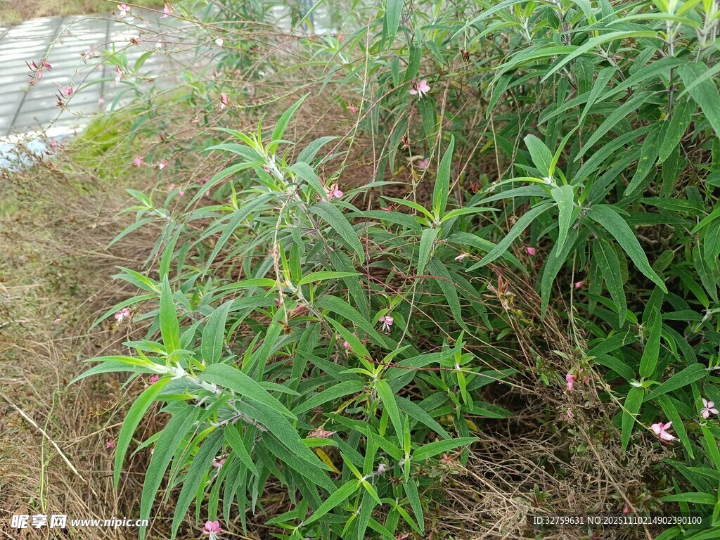 野外生长的绿色植物